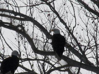 Bald eagles flying over Sugar Creek