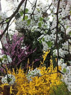 Spring flowers