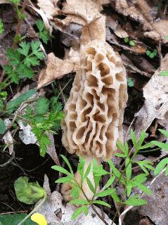 Yellow sponge mushroom