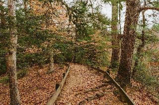 Steps through the woods