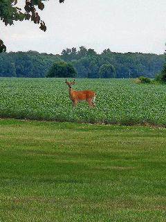 Deer in beanfield